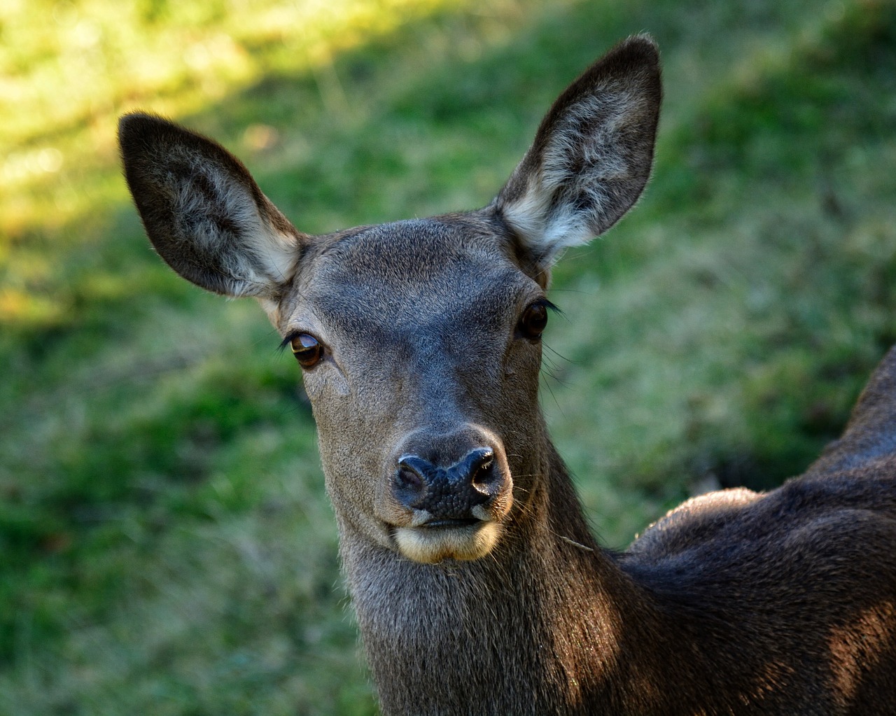 head doe portrait free photo