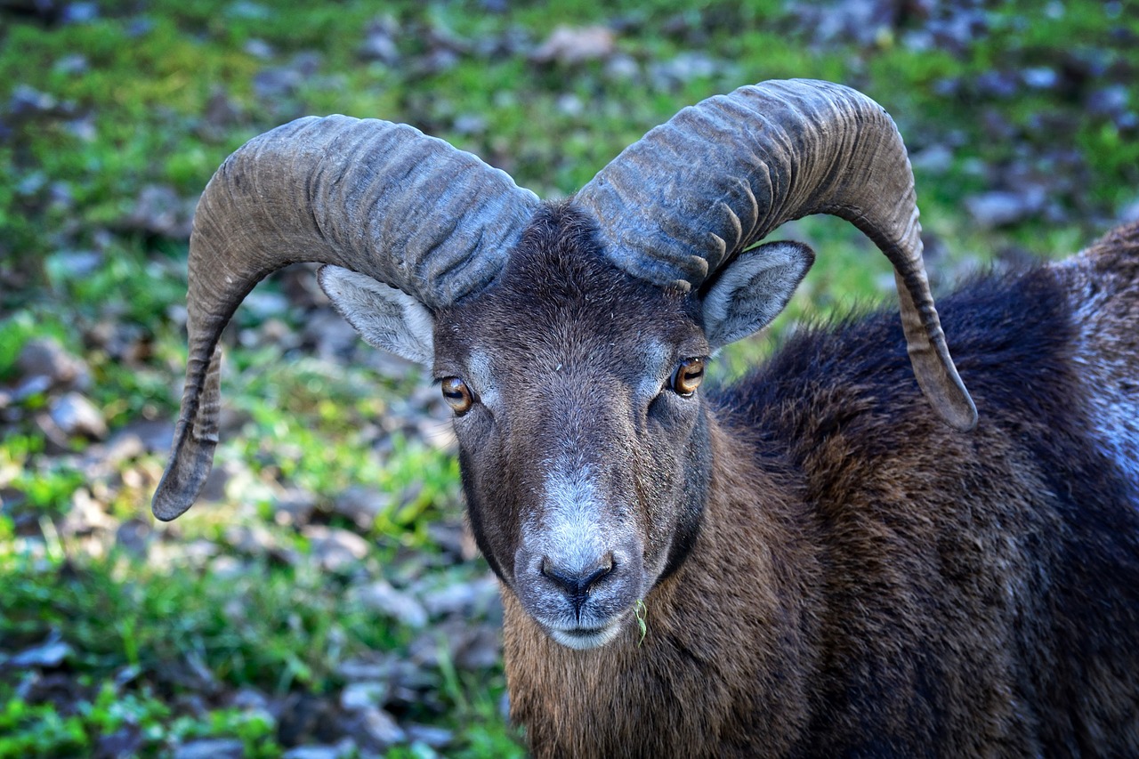 head mouflon ovis orientalis musimon free photo