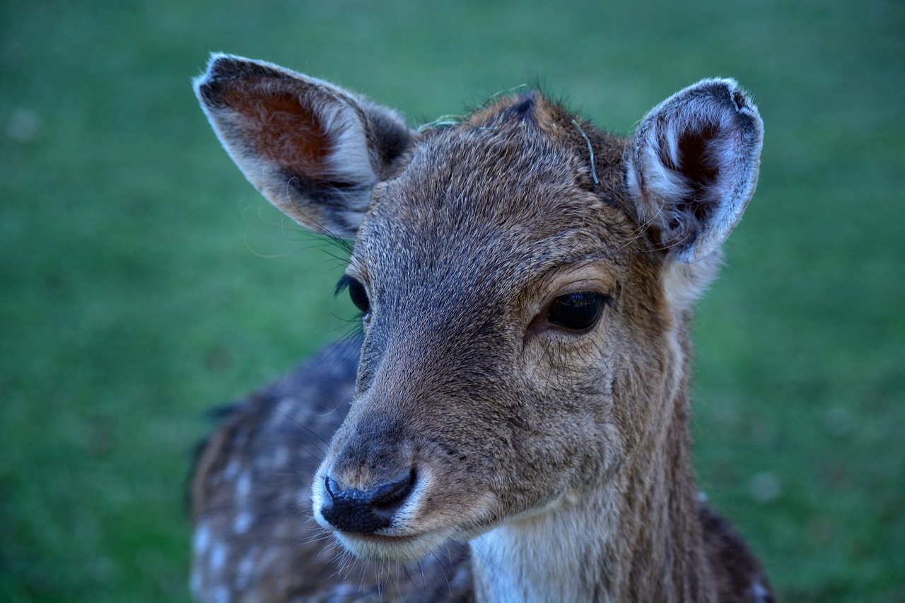 head fallow deer female free photo