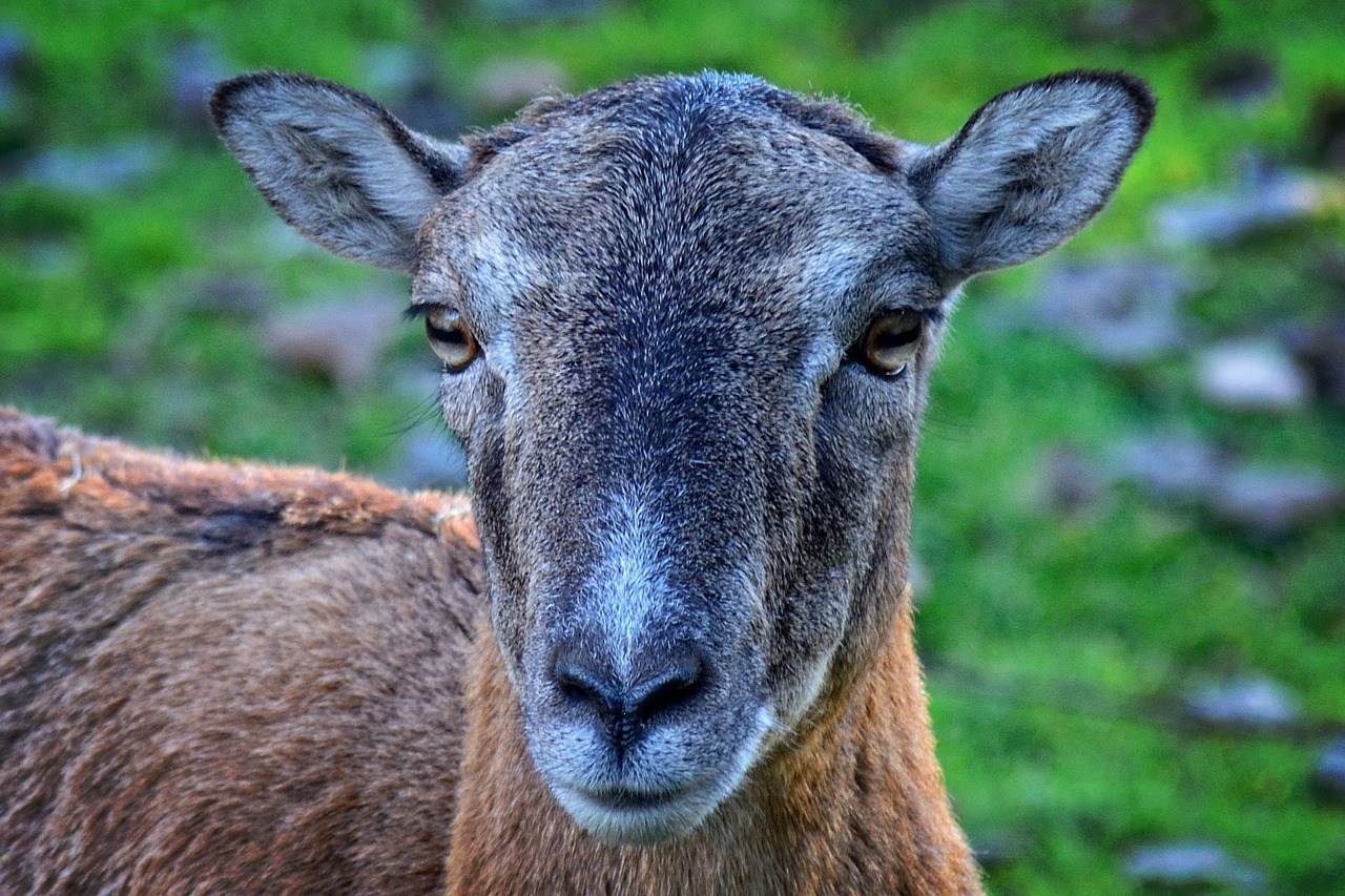 head mouflon ovis orientalis musimon free photo