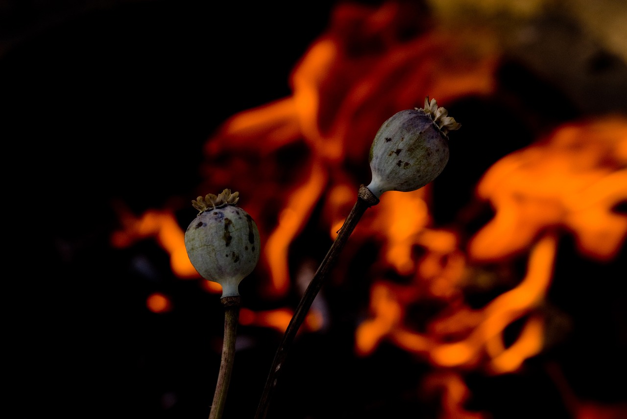 head poppy opium free photo