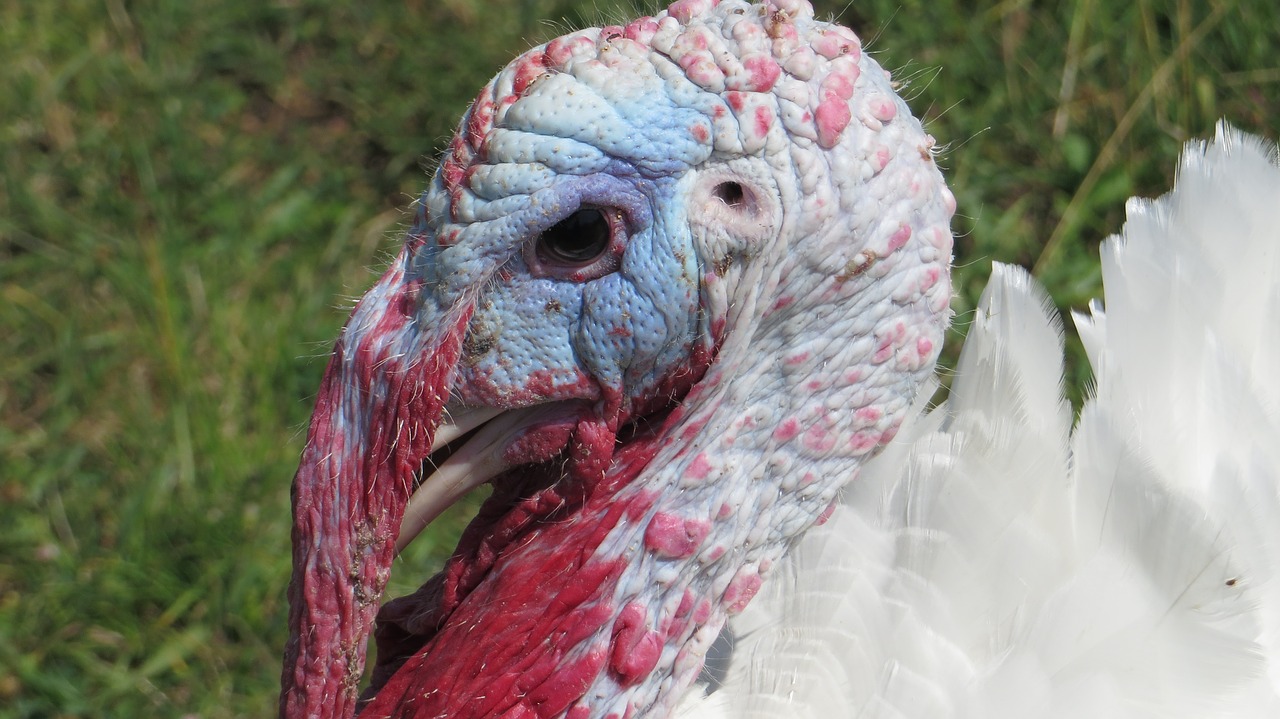 head turkey white free photo