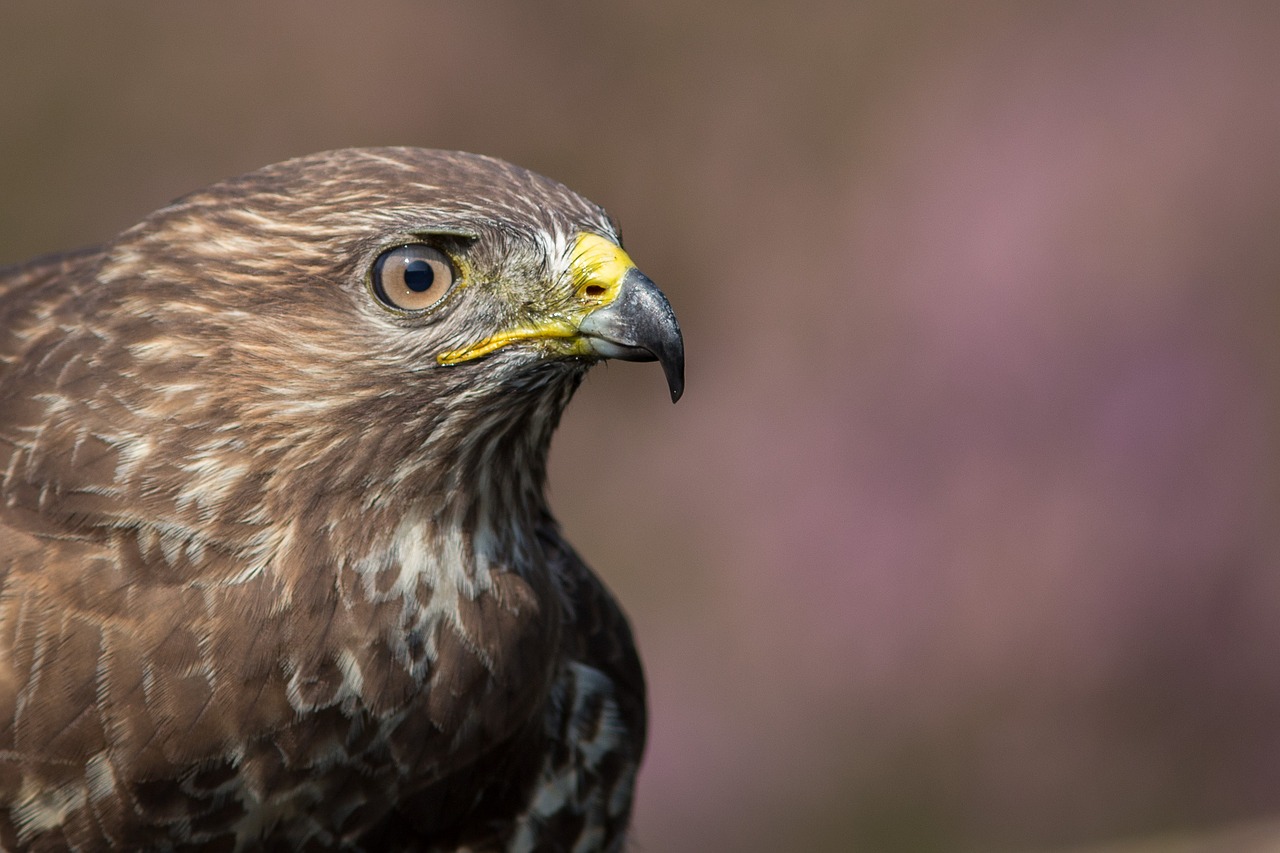 head bird bird of prey free photo