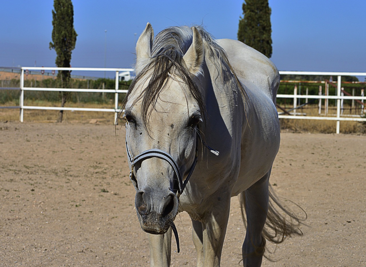 head  horse head  horse free photo