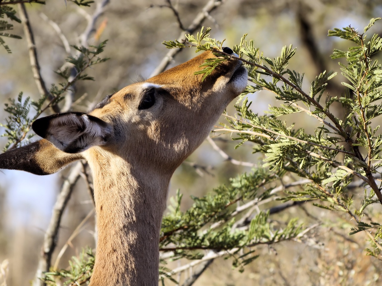 head  feeding  impala free photo