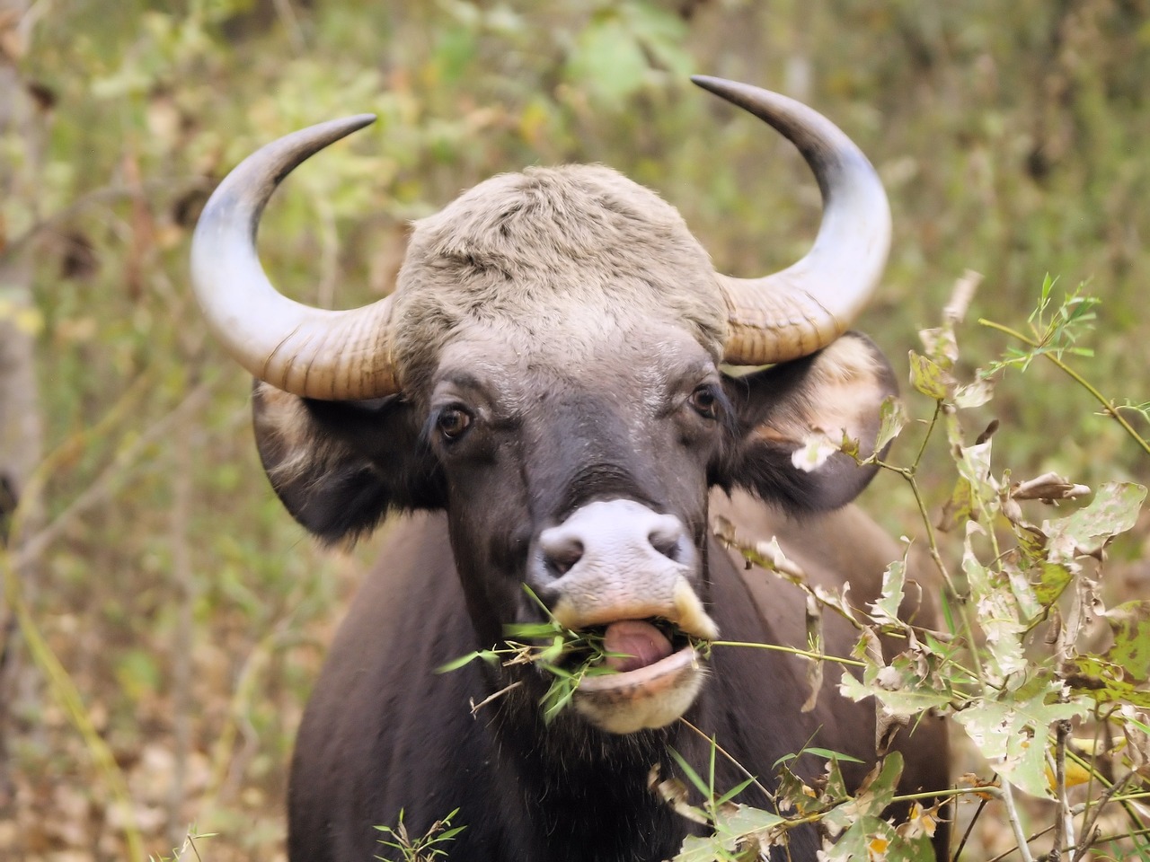 head  horns  portrait free photo