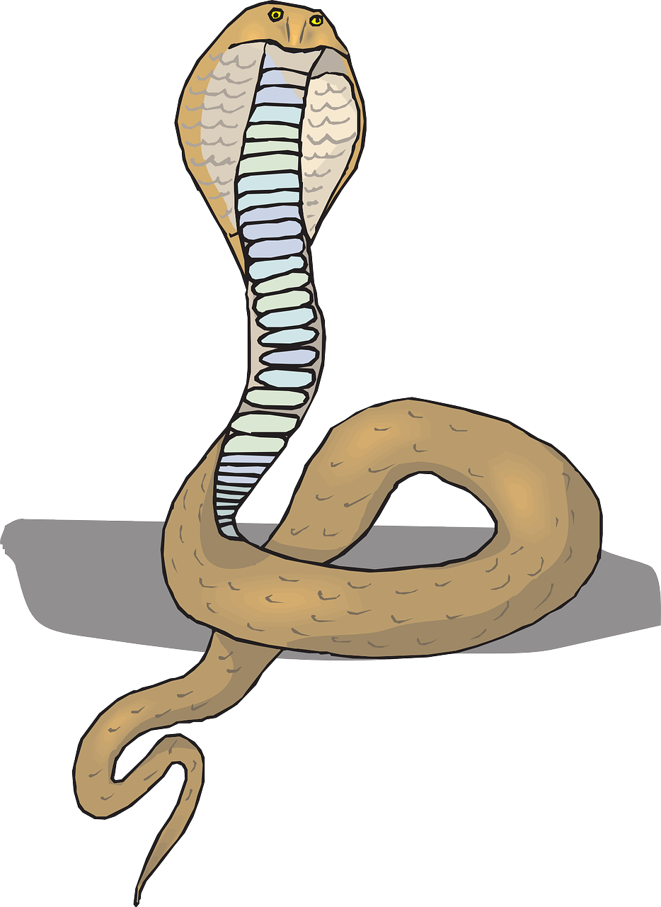 head snake cobra free photo