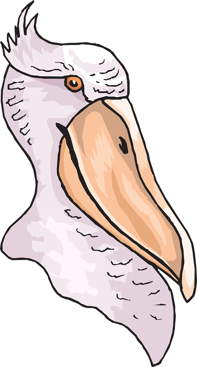 head bird pelican free photo