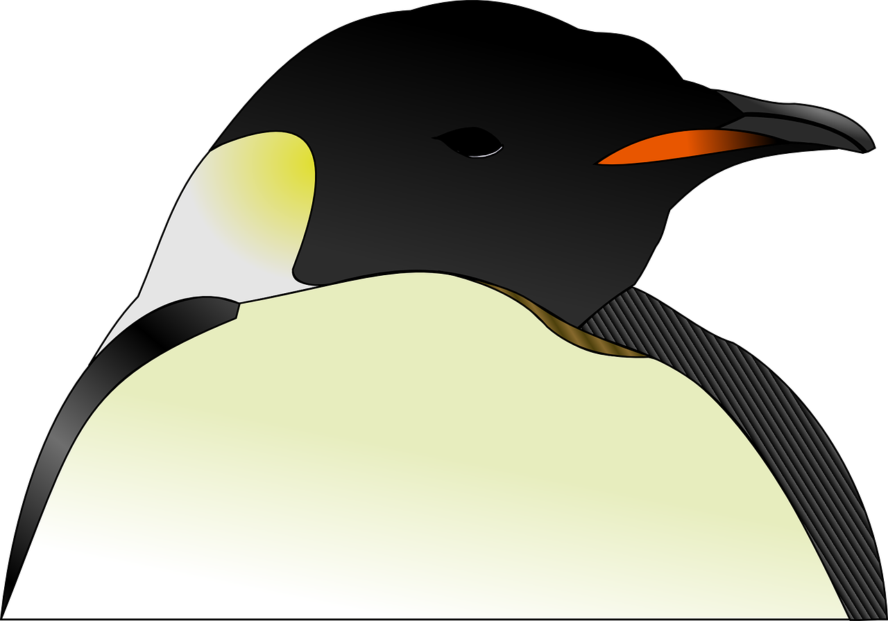 head penguin bird free photo
