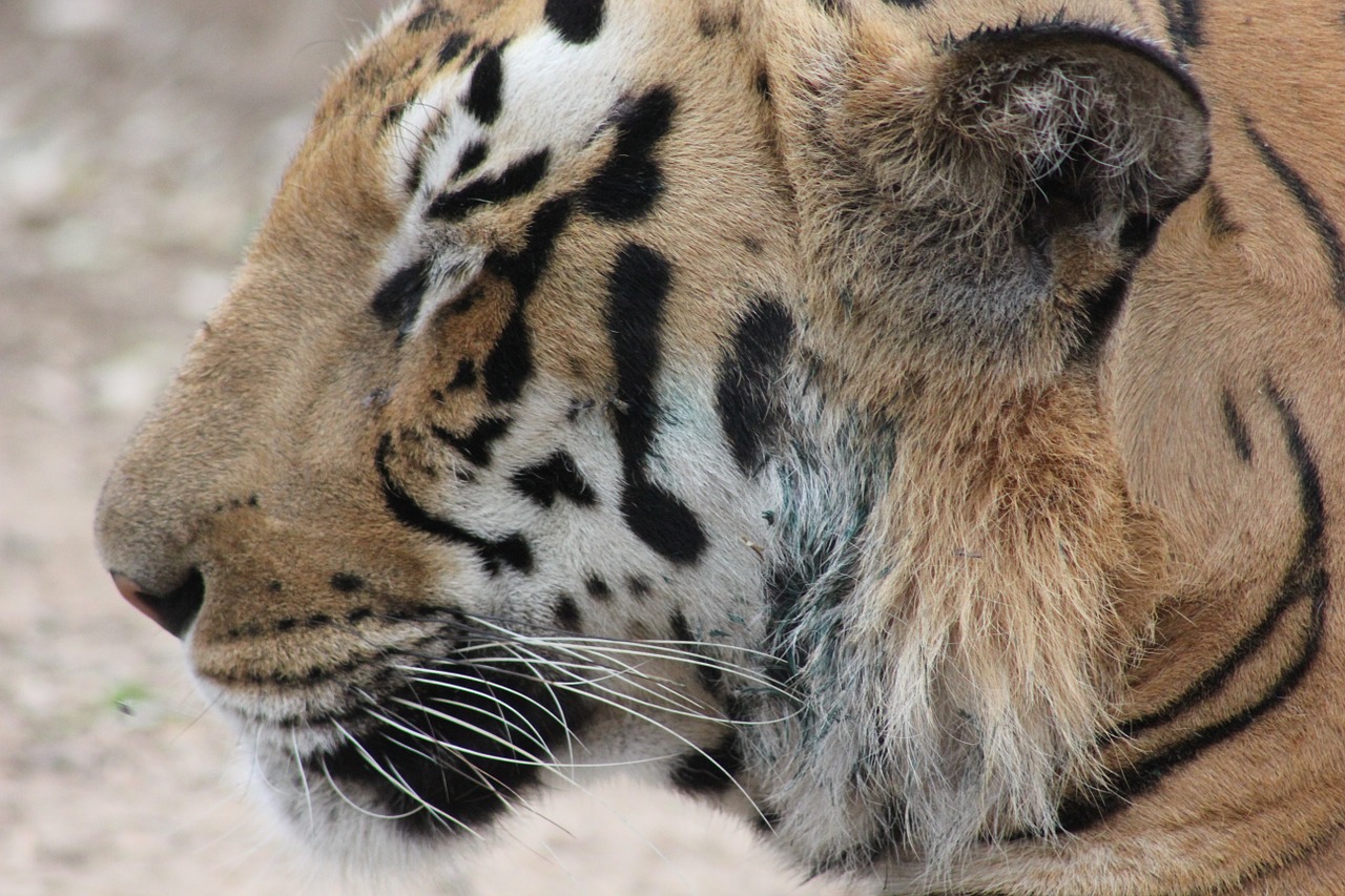 head tiger royal bengal tiger free photo