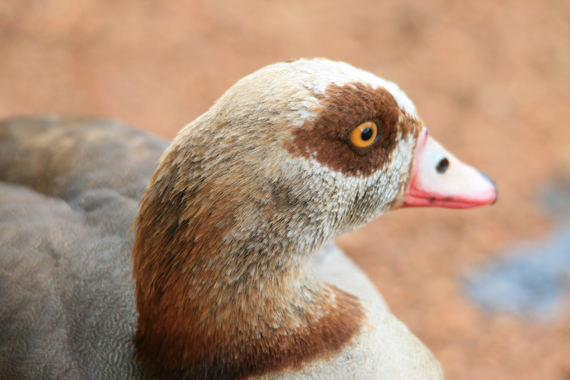 bird goose egyptian free photo