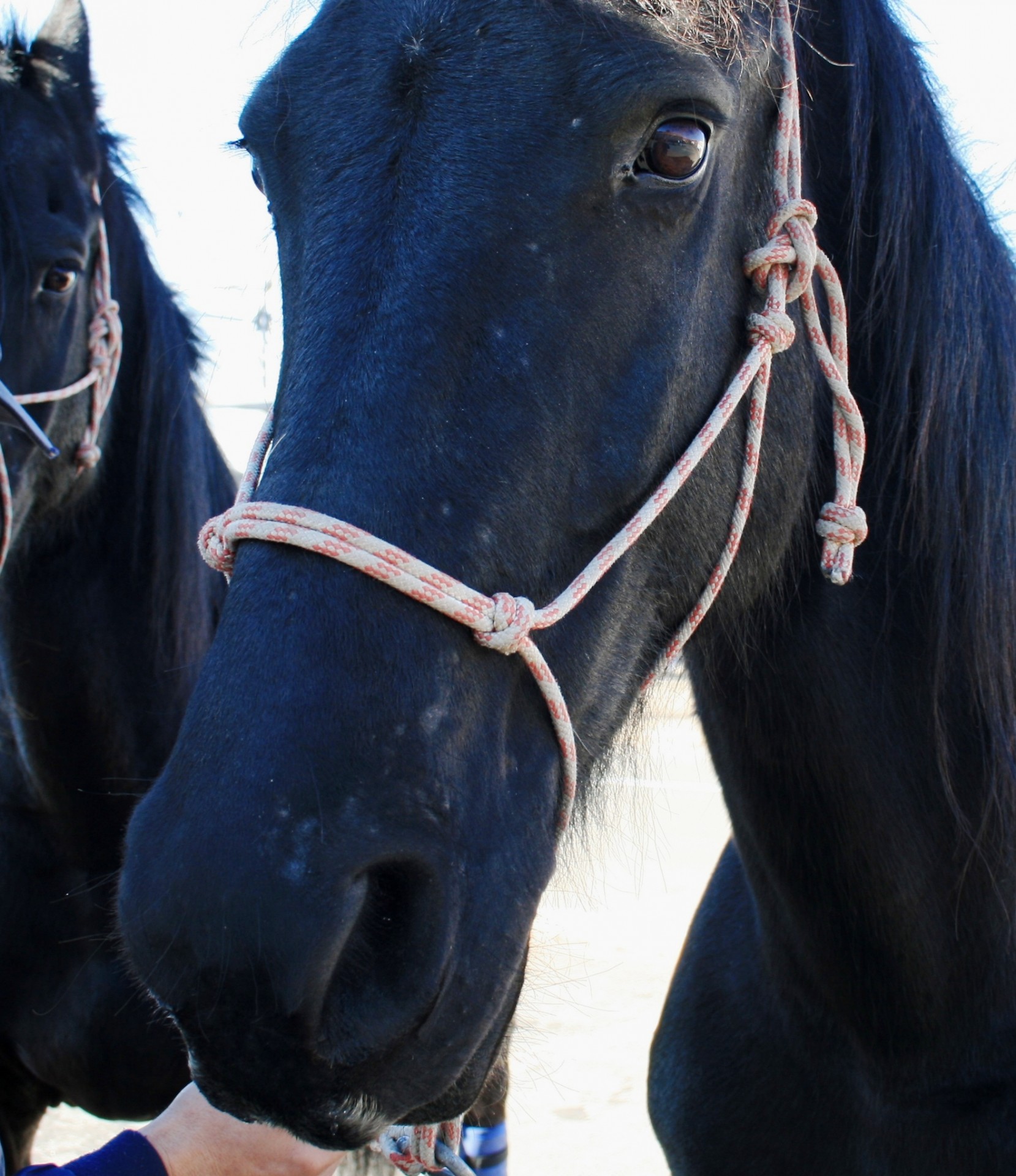 head horse black free photo