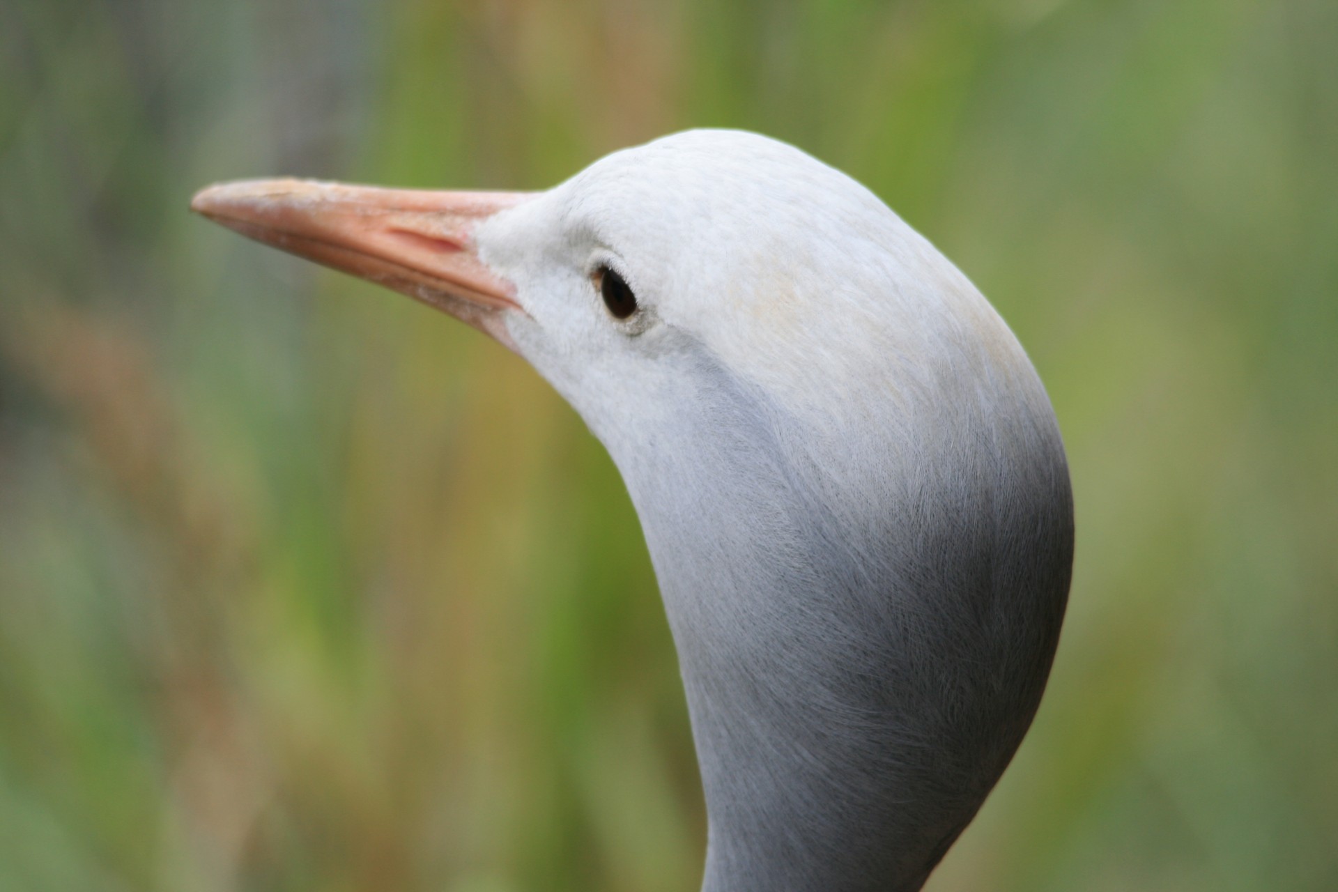 bird crane blue free photo