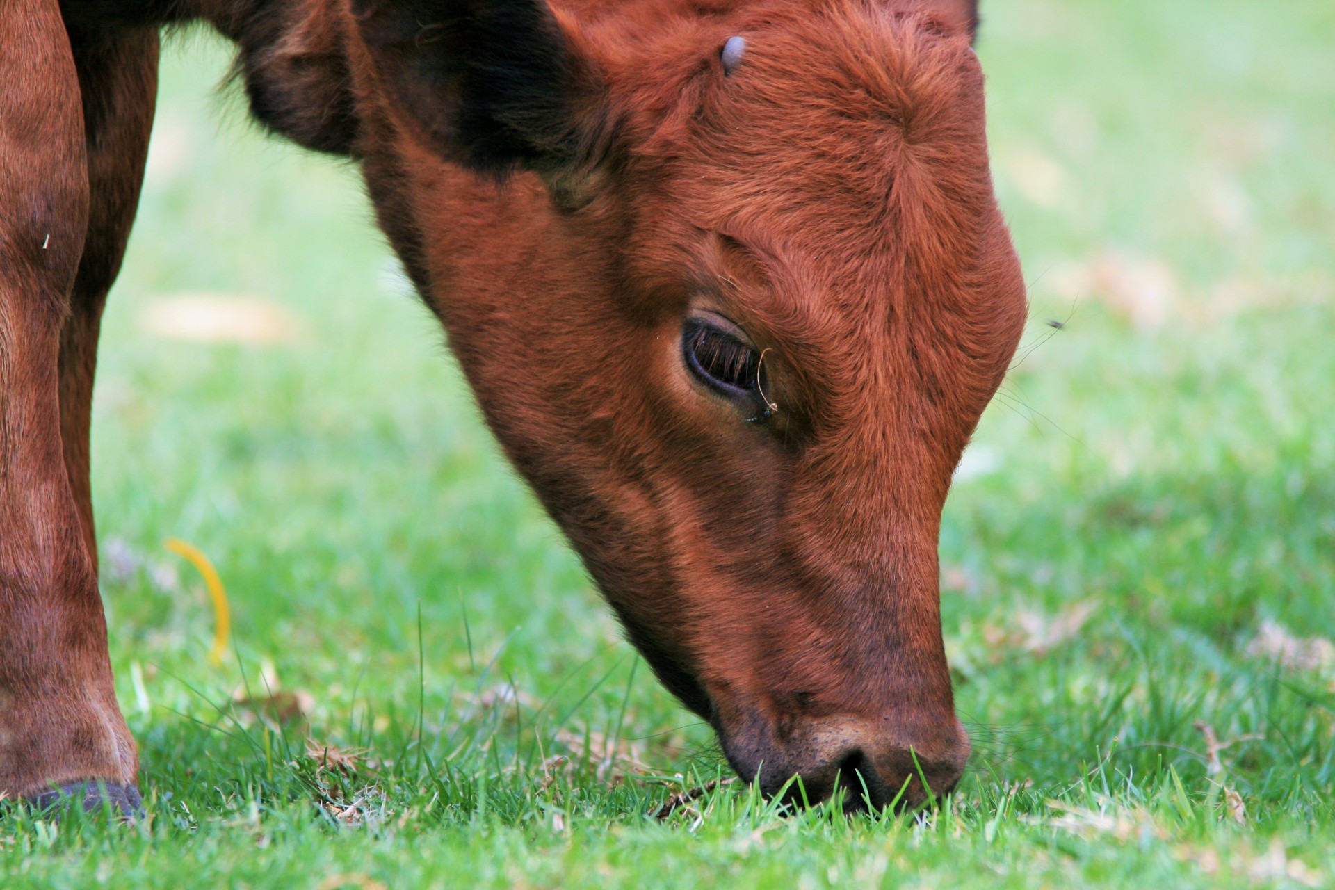 bovine calf red-brown free photo