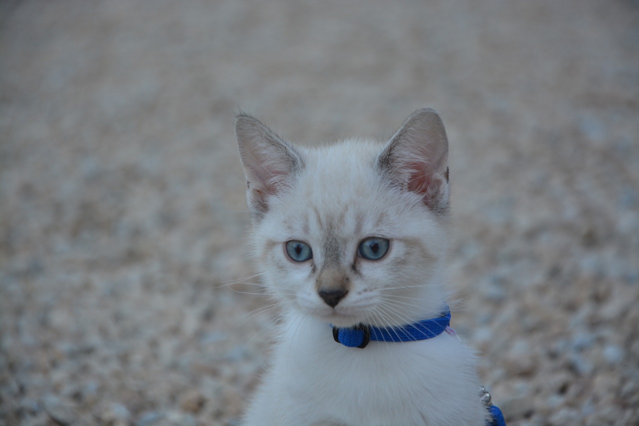Белая Сиамская кошка с голубыми глазами