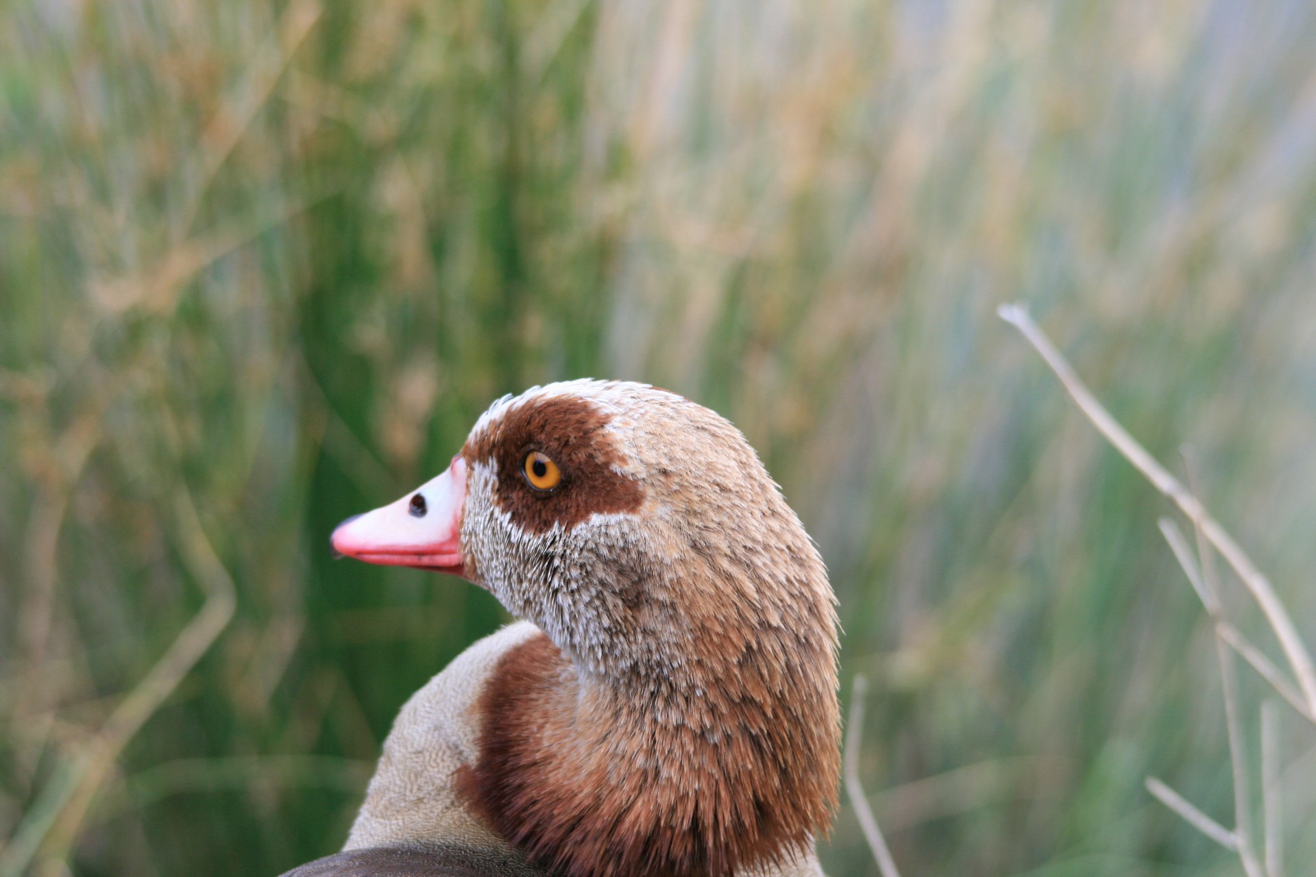 bird goose egyptian free photo