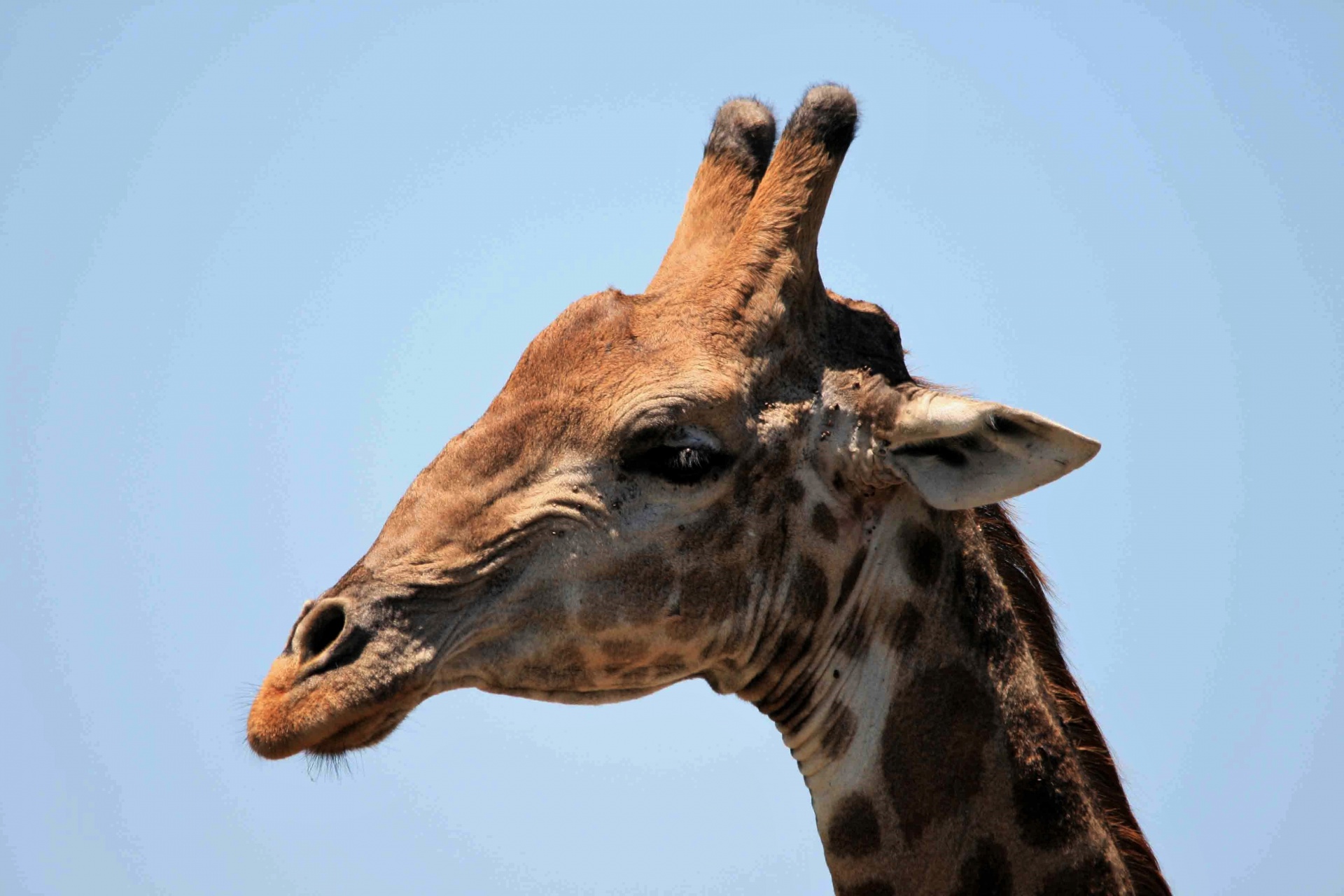game giraffe head free photo