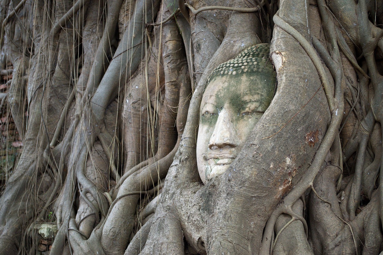 head of god bodhi tree ayutthaya free photo