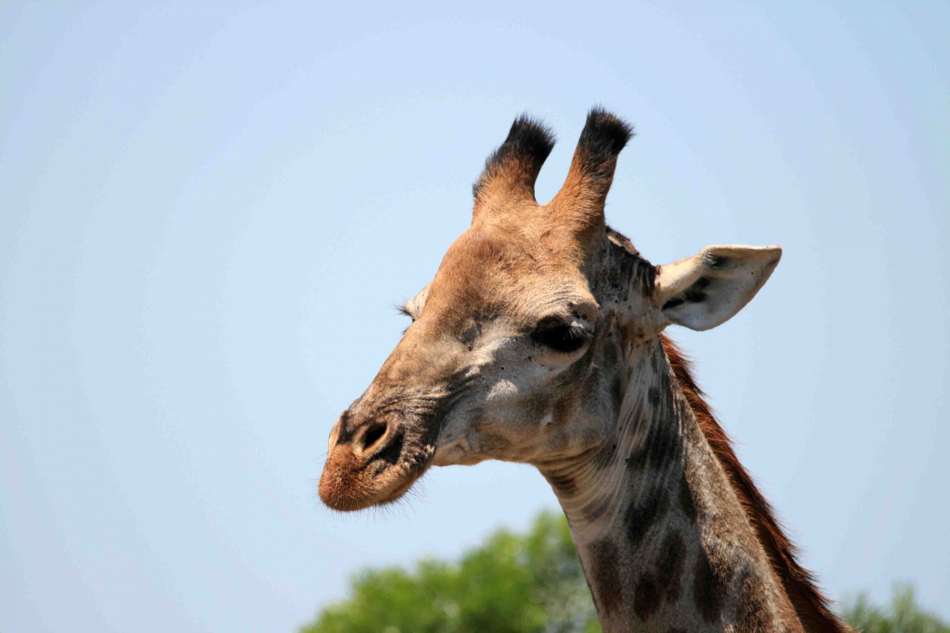 giraffe animal patterned free photo