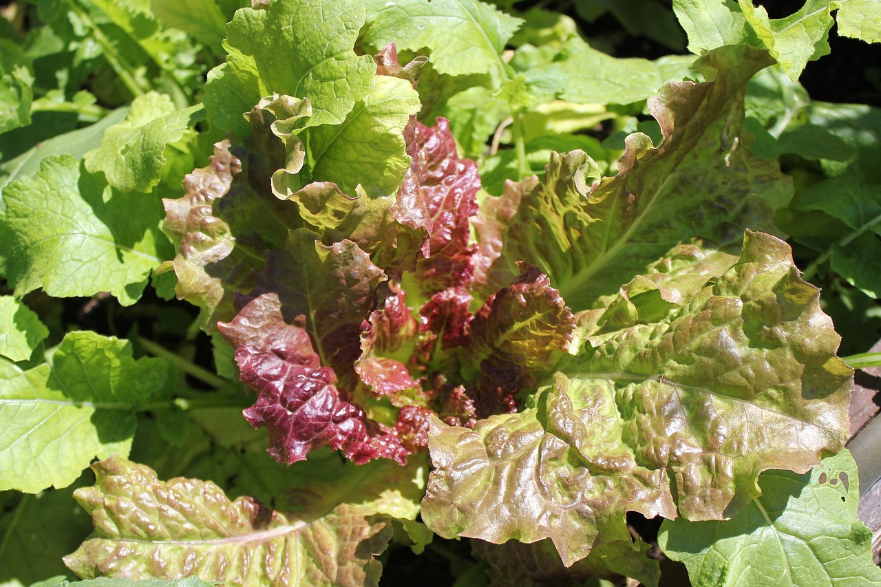 head of lettuce  salad  healthy free photo