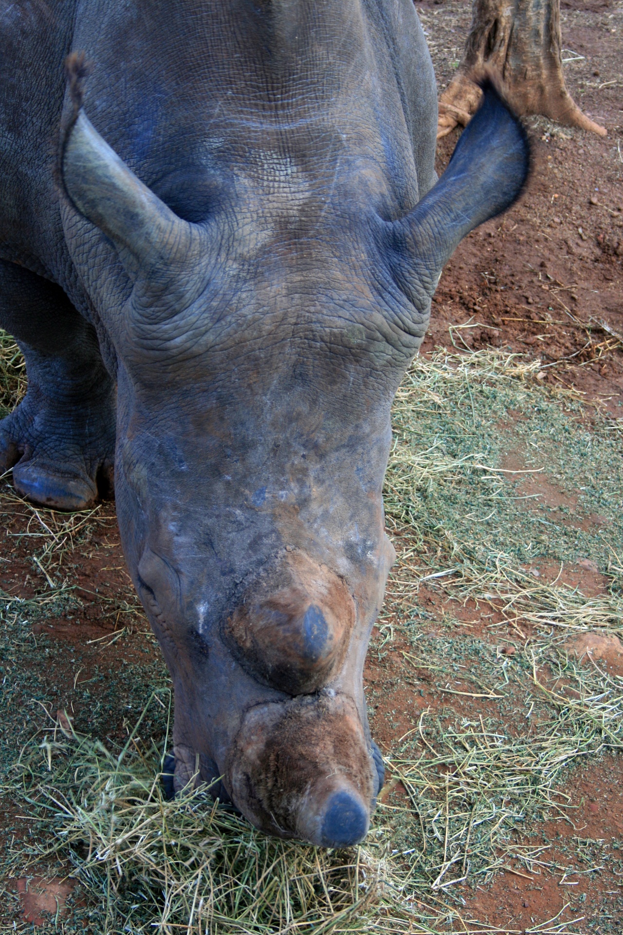 animal rhinoceros white free photo