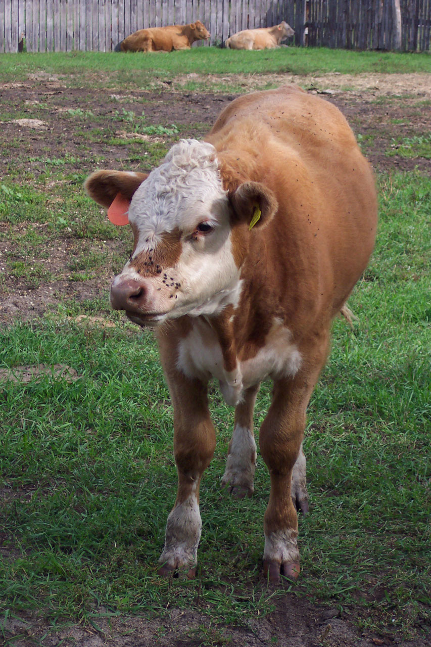 cow cattle farm free photo