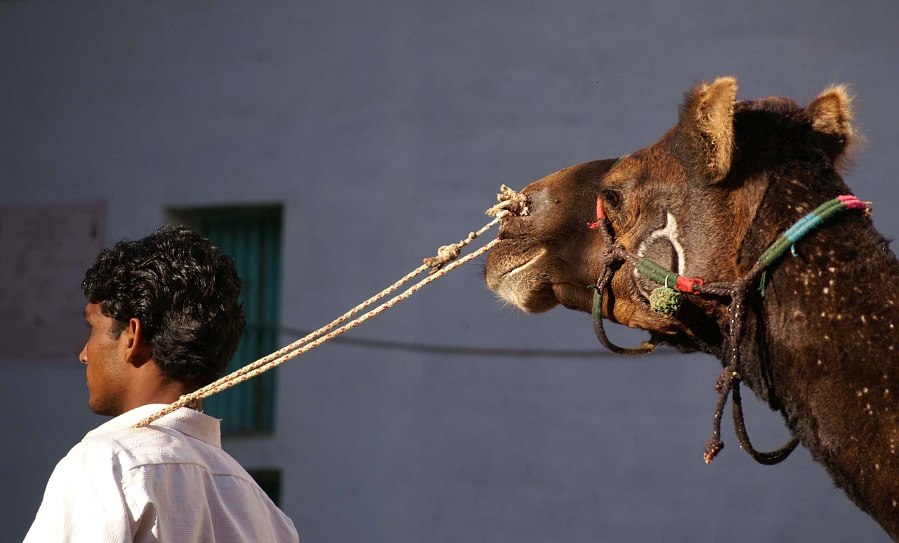 heads india human free photo