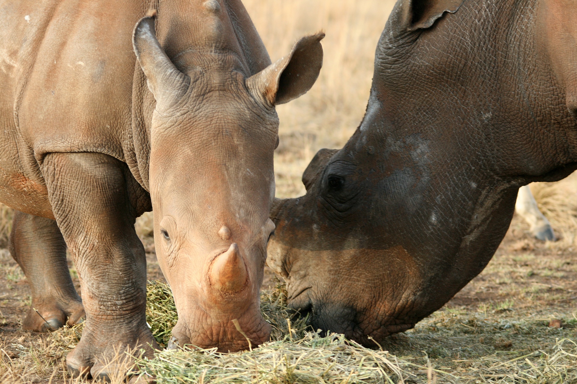 animal rhinoceros white free photo