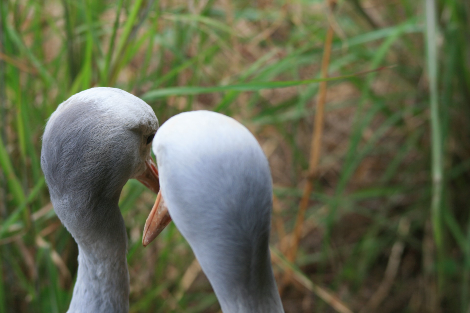 bird crane blue free photo