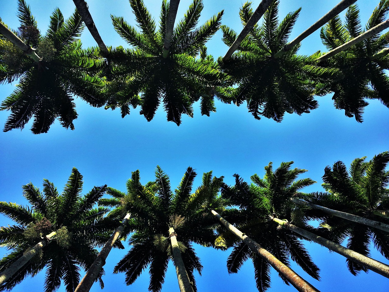 heads of royal palms rio jardim botânico free photo