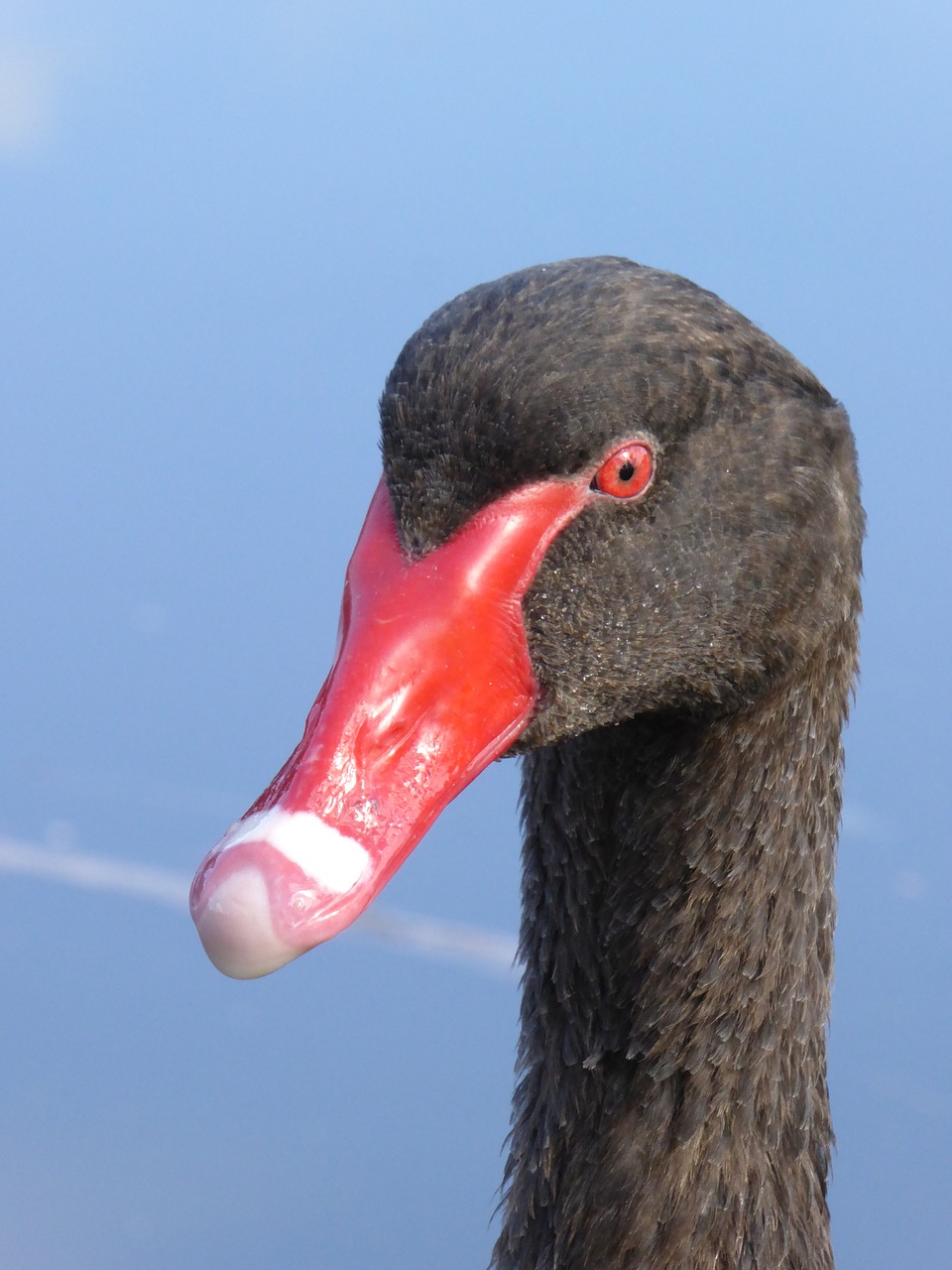 headshot swan black free photo