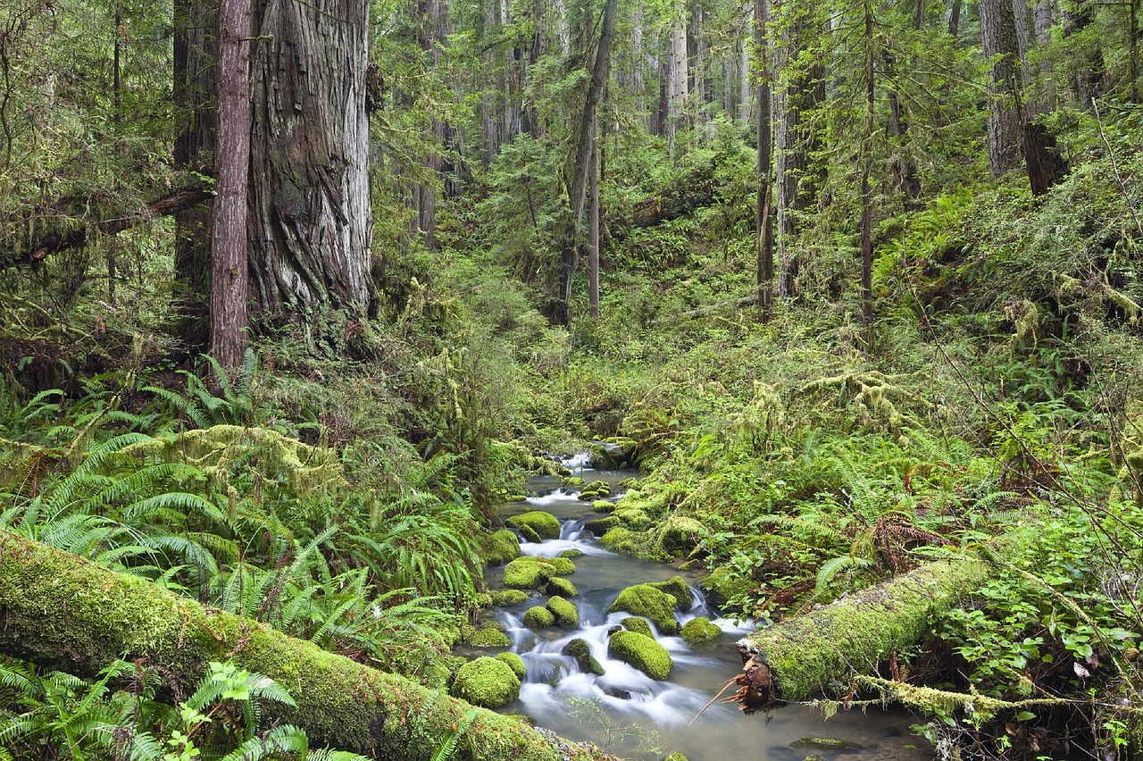 headwaters forest landscape free photo