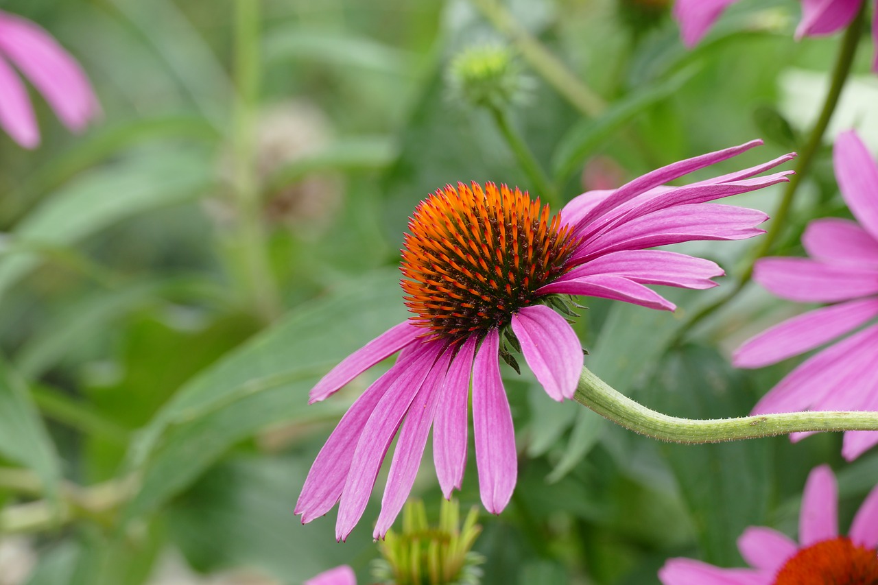 healing  flower  coneflower free photo