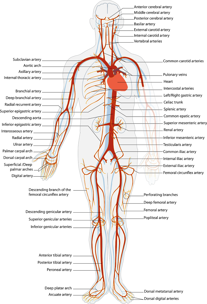 health science circulation free photo