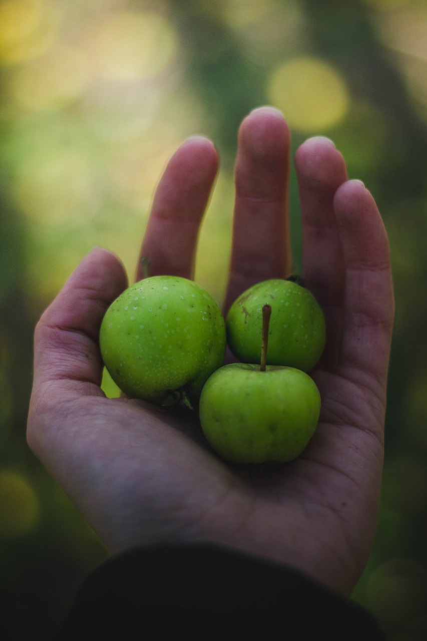 healthy hand fruits free photo