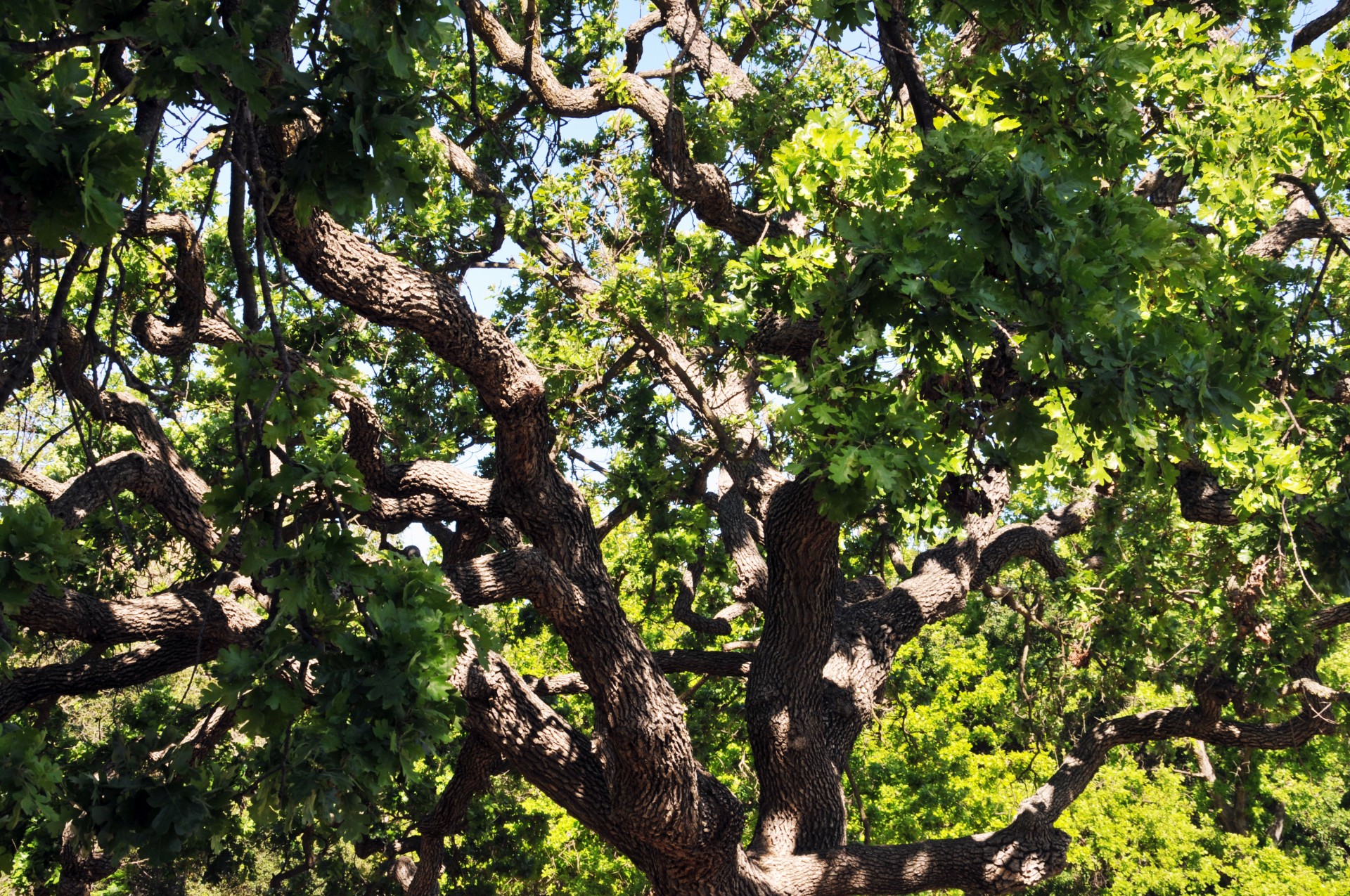 tree trees branches free photo