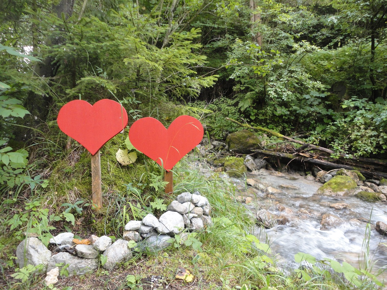 heart forest bach free photo