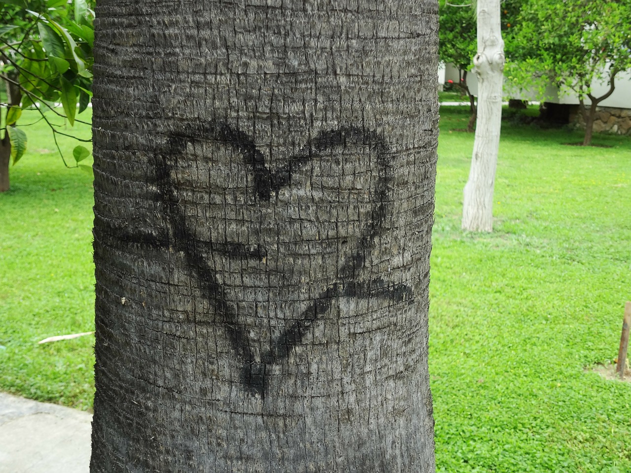 heart tree love free photo