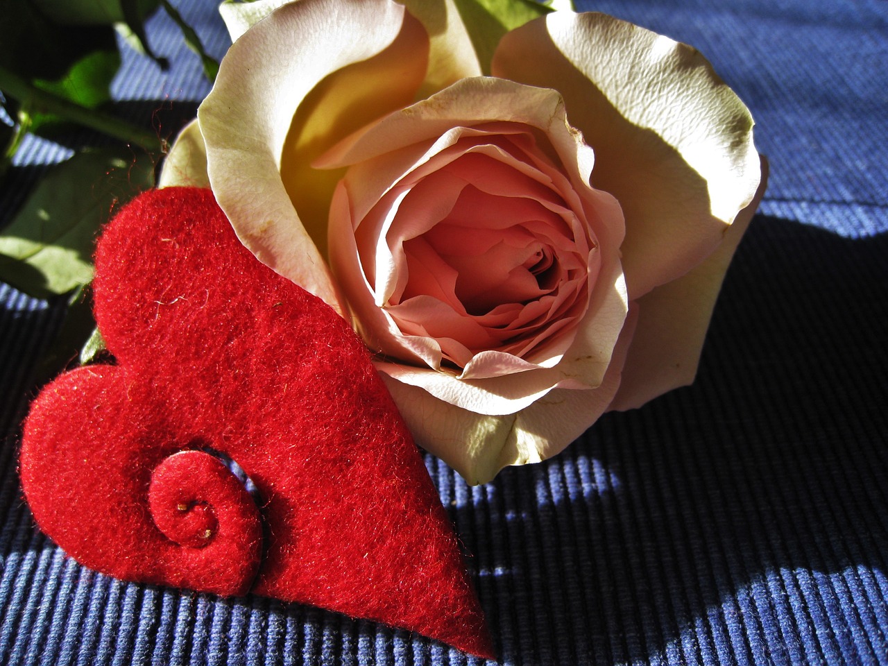 heart rose valentine's day free photo