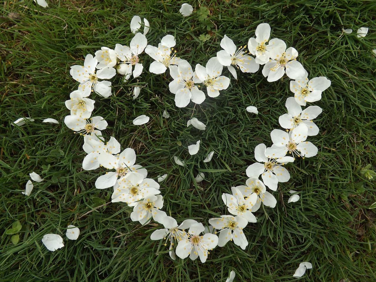 heart flowers spring free photo