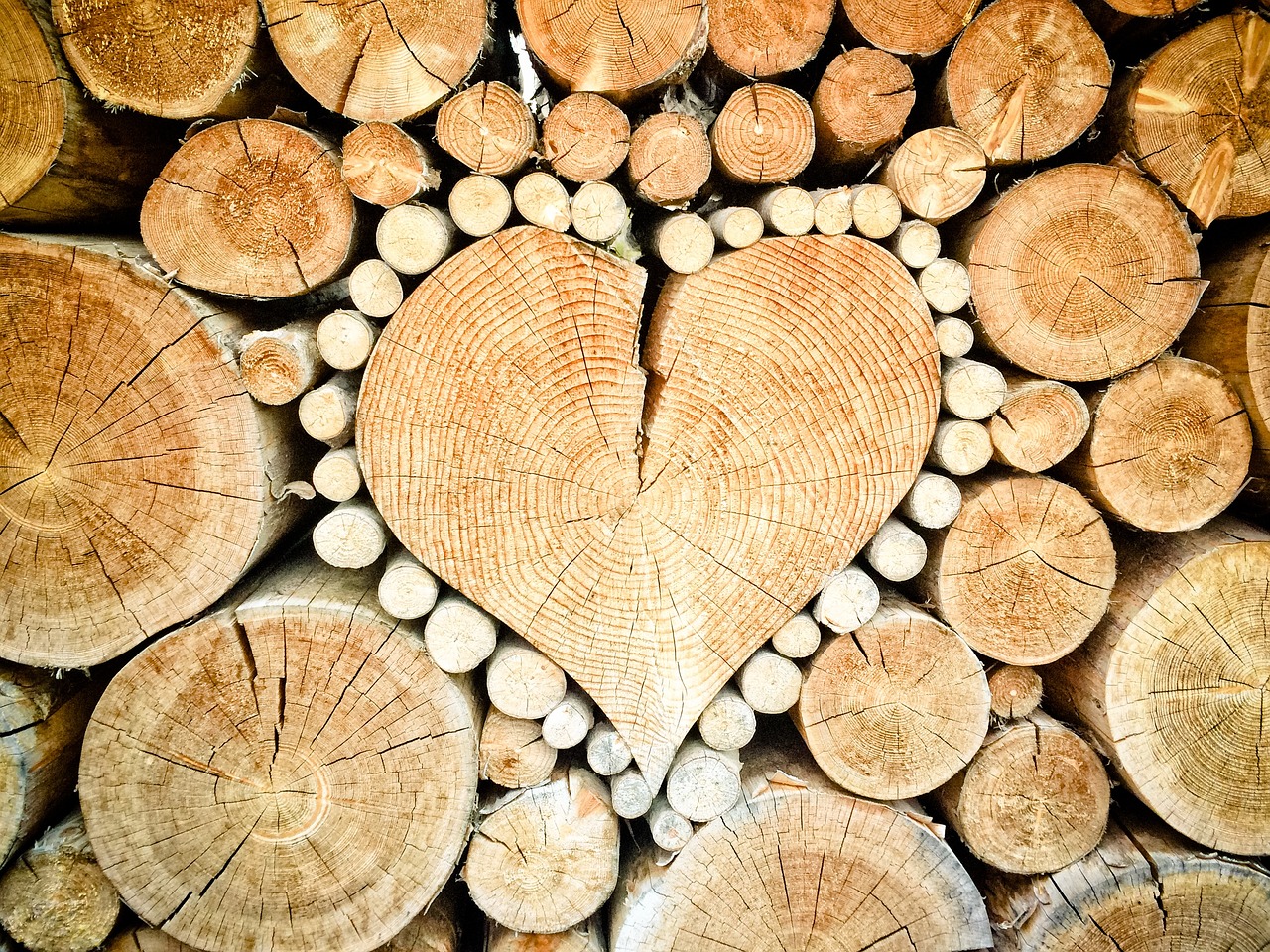 heart wood logs free photo
