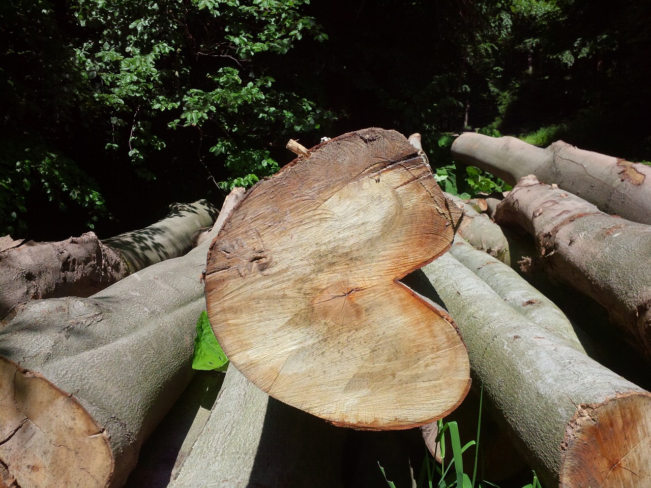 heart wood nature free photo