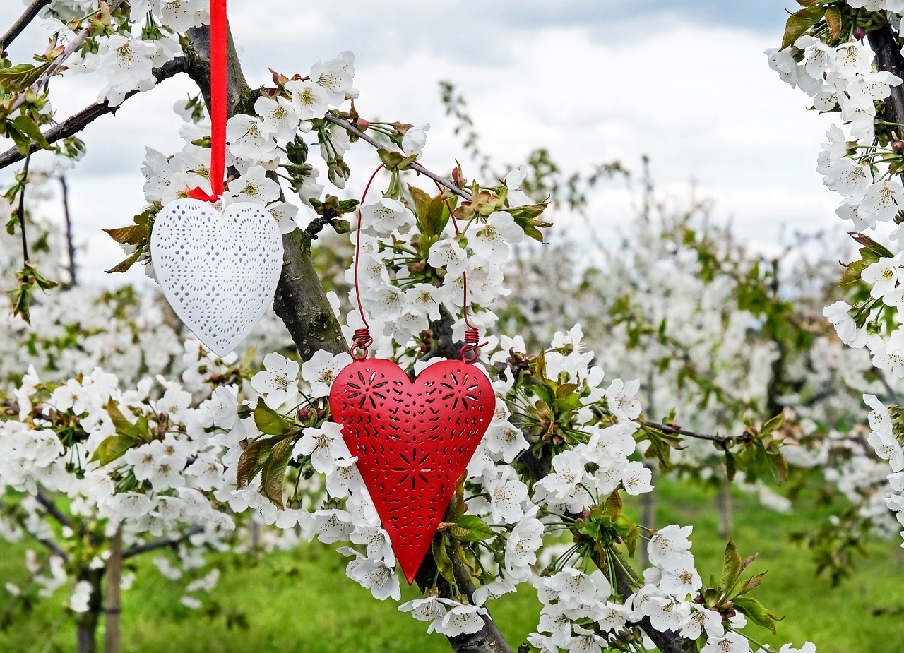 heart red white free photo