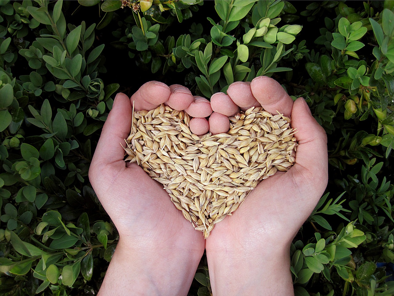 heart hands food free photo