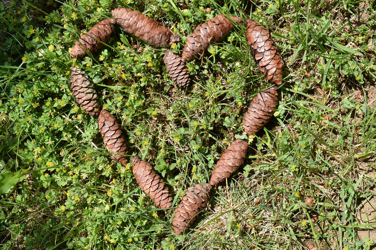 heart tap pine cones free photo