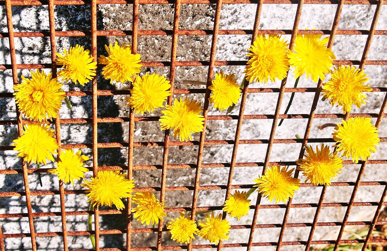 heart yellow dandelions free photo