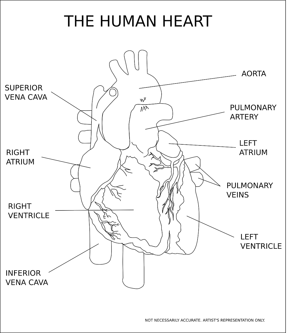 heart ventricle organ free photo