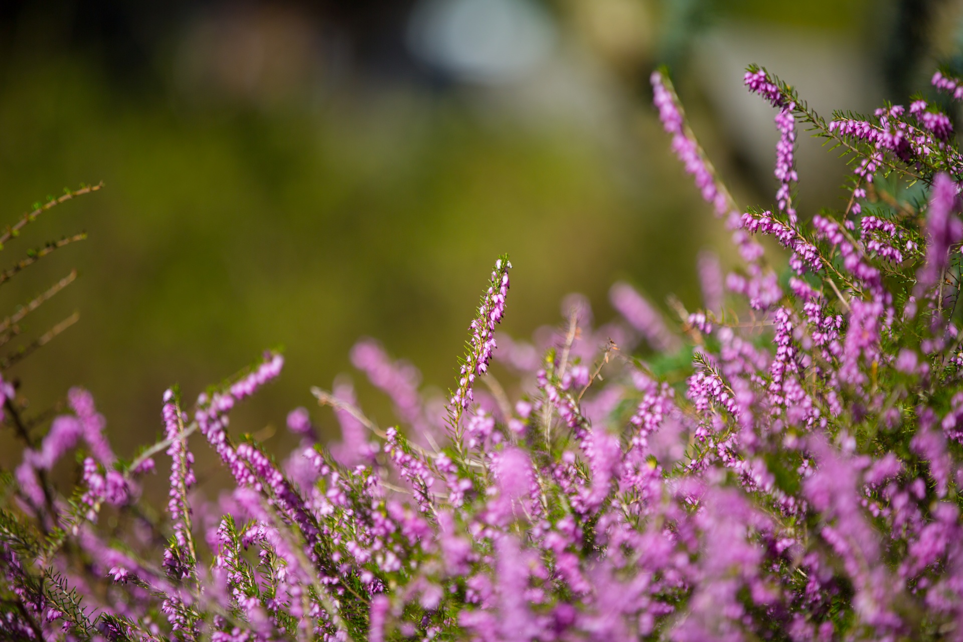 heather summer natural free photo