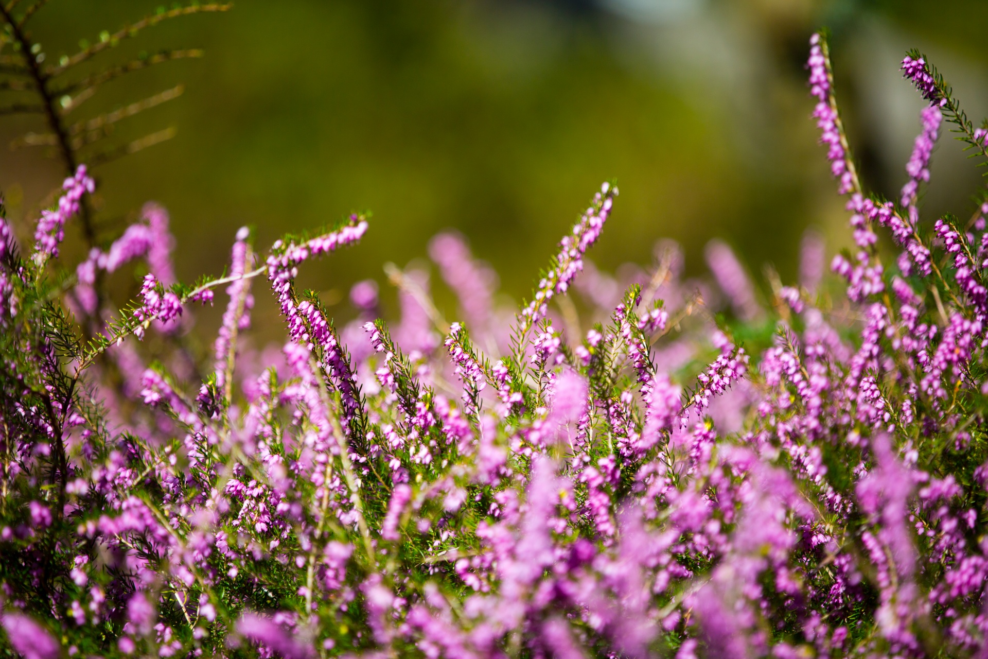 heather summer natural free photo