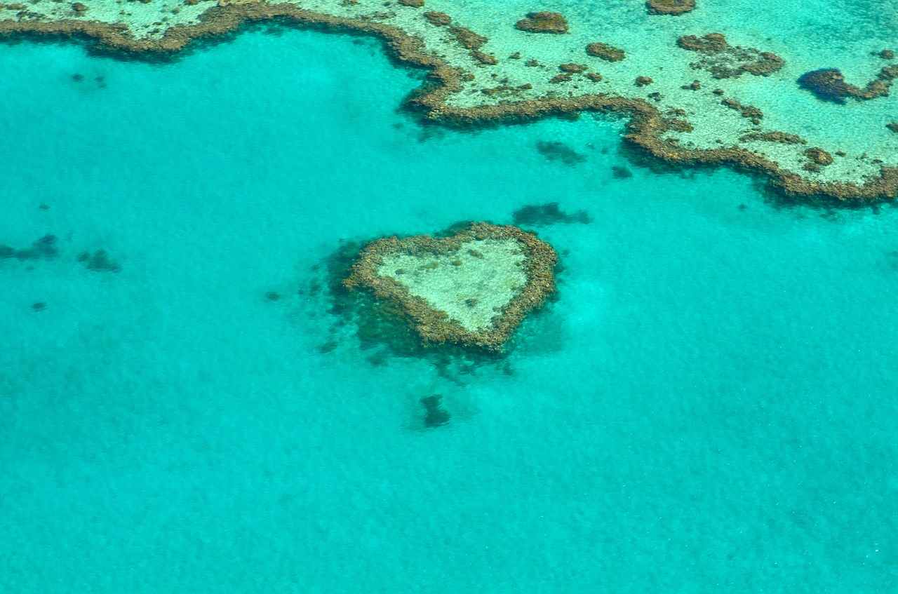 heart coral australia free photo